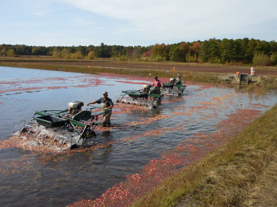 Cranberry Harvest in NJ