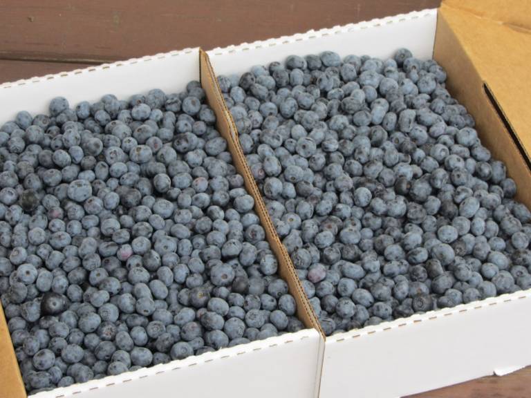Blueberry Box Blueberry Box
