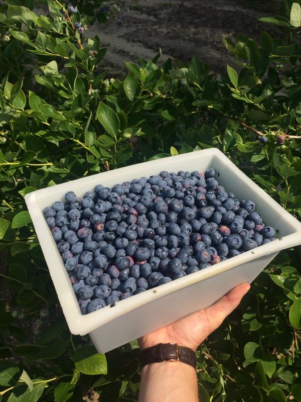 Blueberry Fundraising event supports local communities