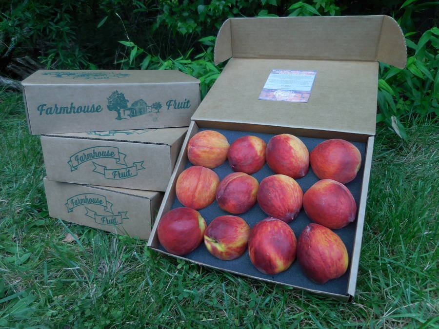 Fresh NJ grown peaches shipped directly to you for free